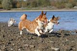 CORGI CARDIGAN 092